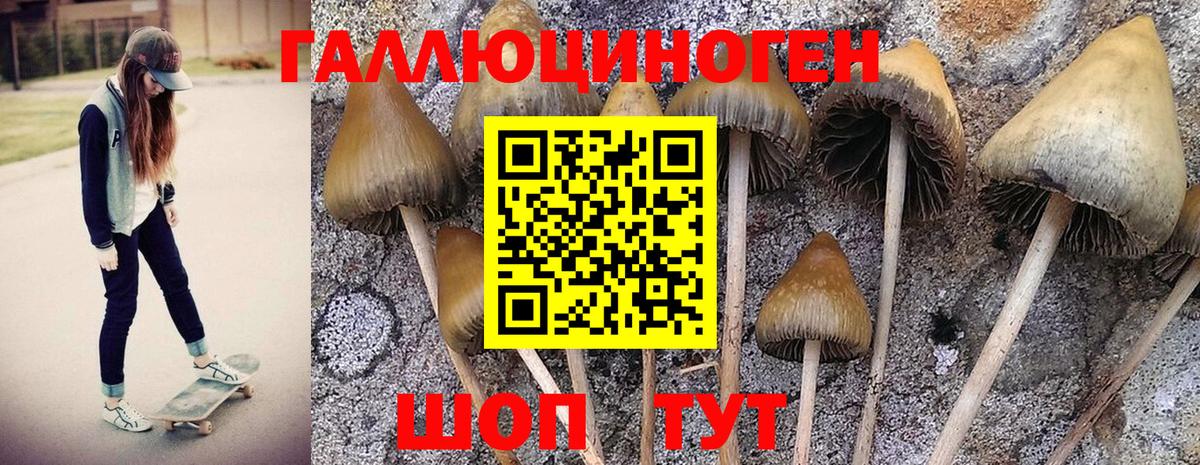 Кольчугино  Галлюциногенные грибы MAGIC MUSHROOMS  Вход с VPN  Галлюциногенные грибы MAGIC MUSHROOMS 